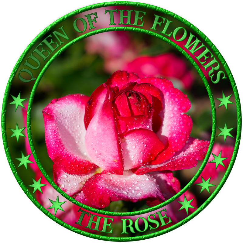Wunderschöne Rosen mit Wassertropfen Wunderschöne Rosen mit Wassertropfen